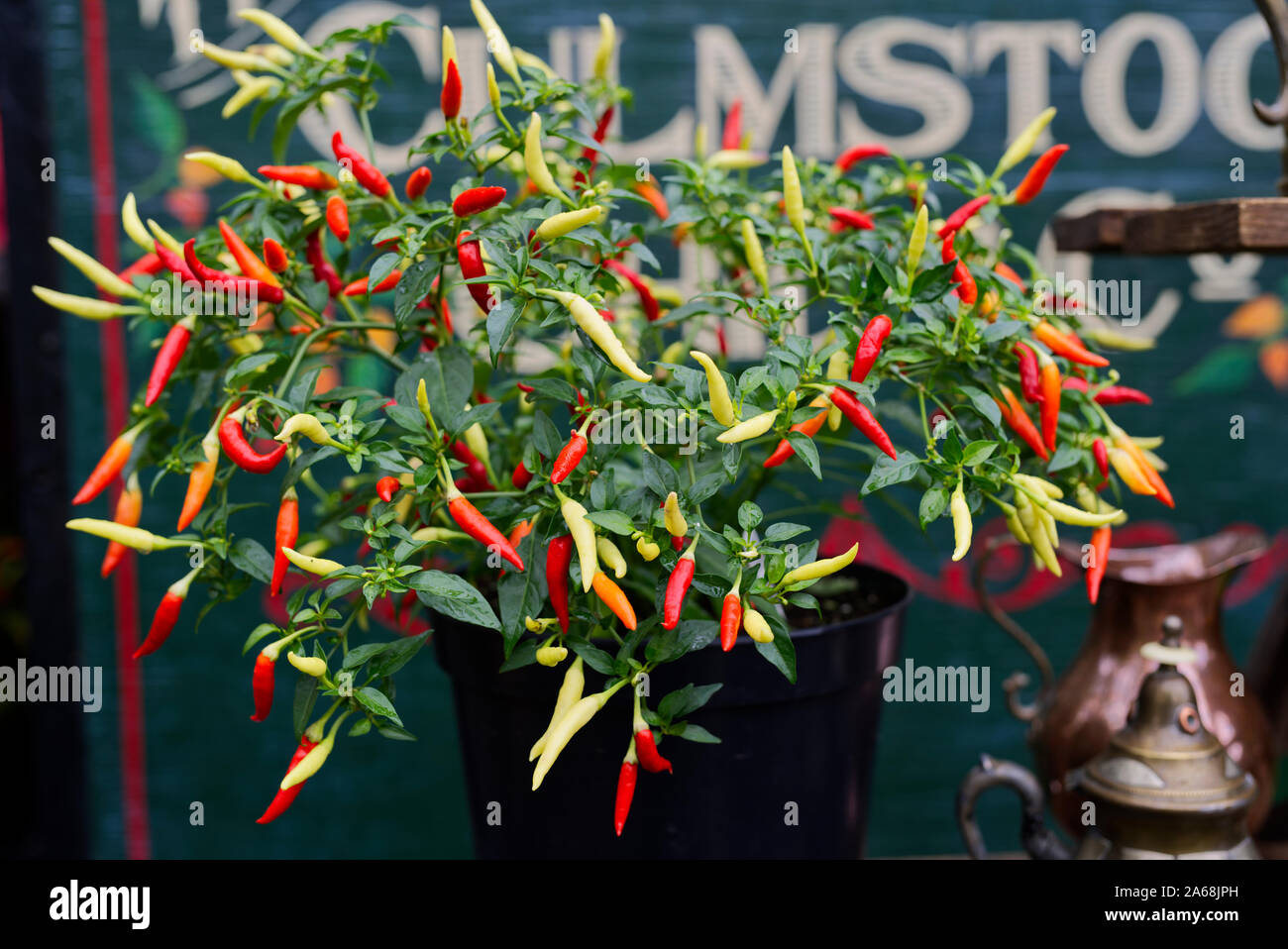 Culmstock Chili Co anzeigen einen Korb von Brand Chili Pflanze zum Verkauf an der Brunnen Food Festival auf Bishop's Palace Gründen Stockfoto