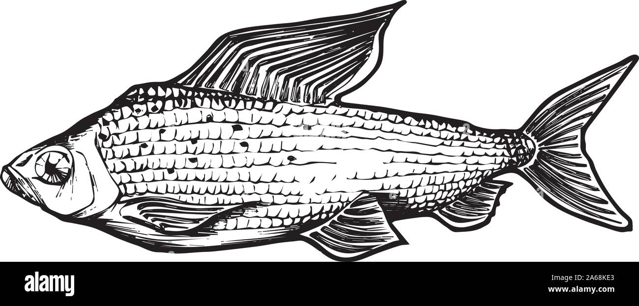 Äsche, Vektor, Abbildung auf weißem Hintergrund. isolierte Bild Stock Vektor