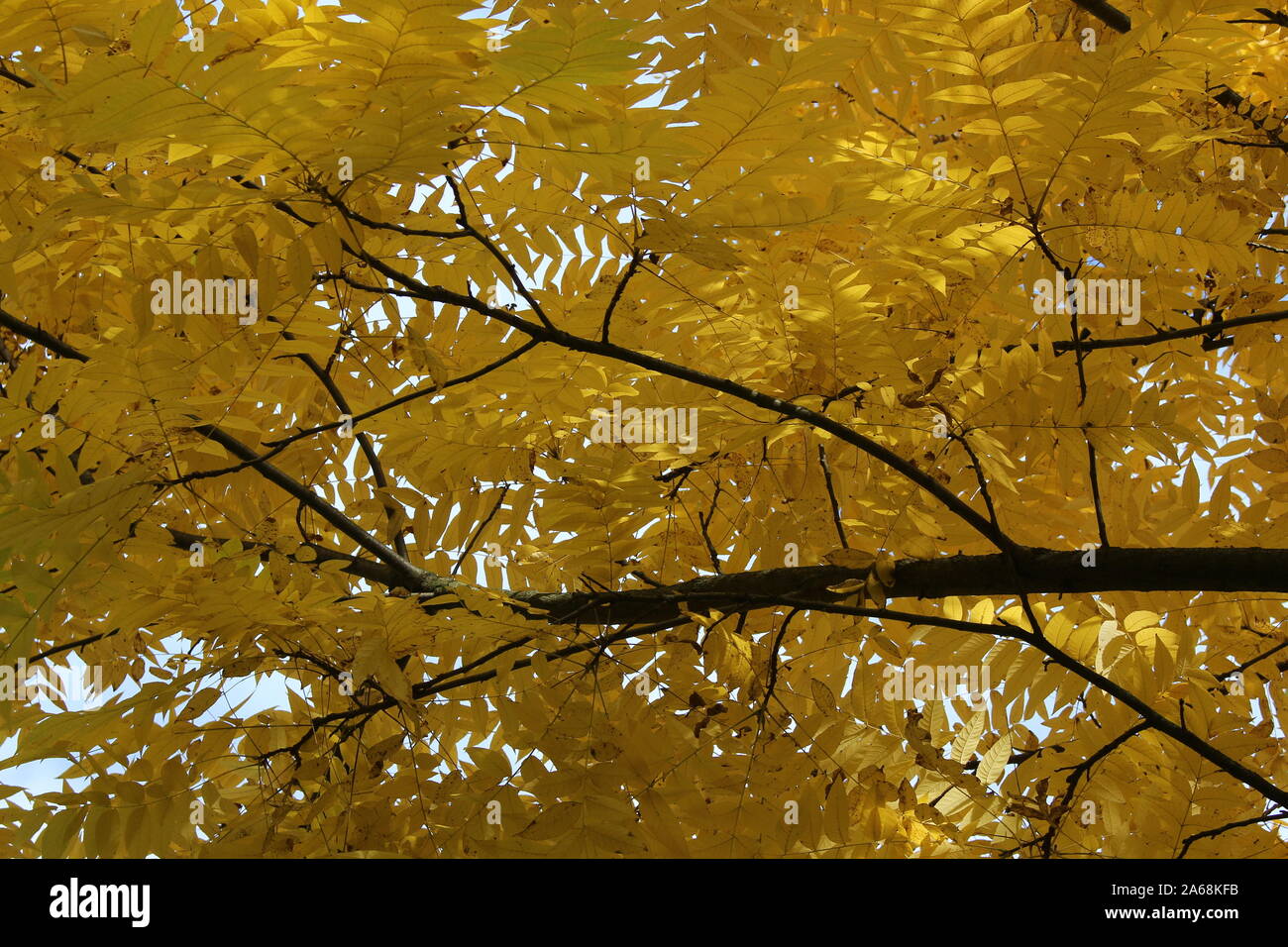 Gelbe Blätter mit dunklen Zweige Textur Stockfoto