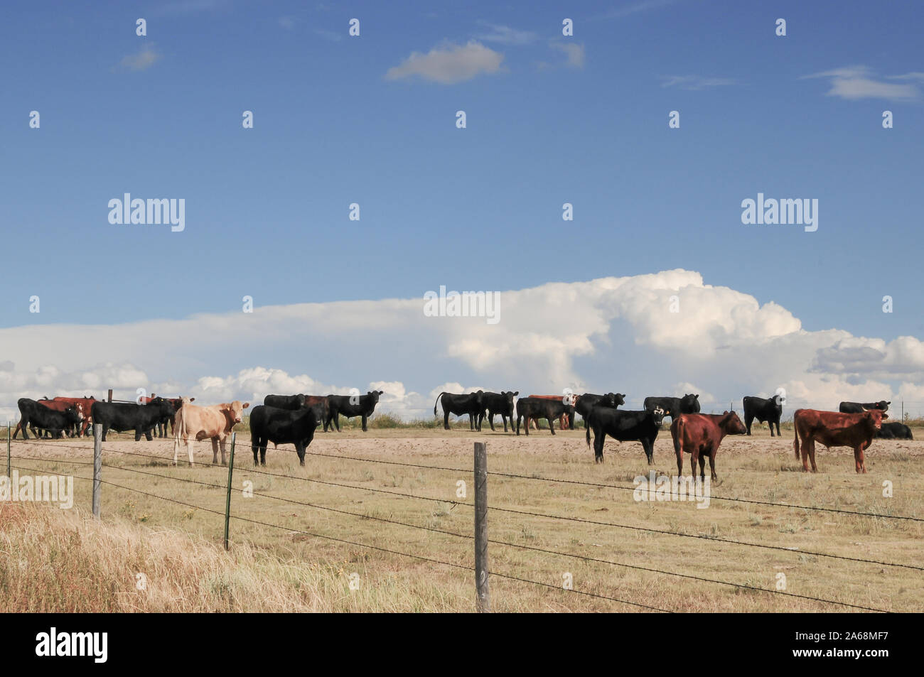 Junge Ochsen grasen auf den Ebenen von Colorado, USA Stockfoto