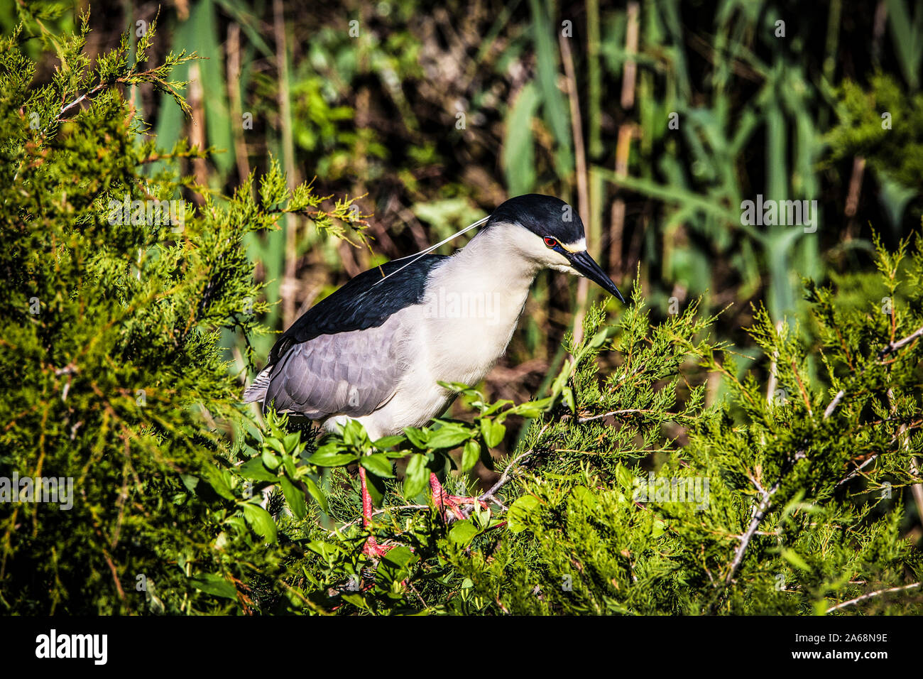 Isolierte Black-Crowned Nachtreiher Wasservogel Nistgebiet, New Jersey, USA, lustige Tiere Stockfoto