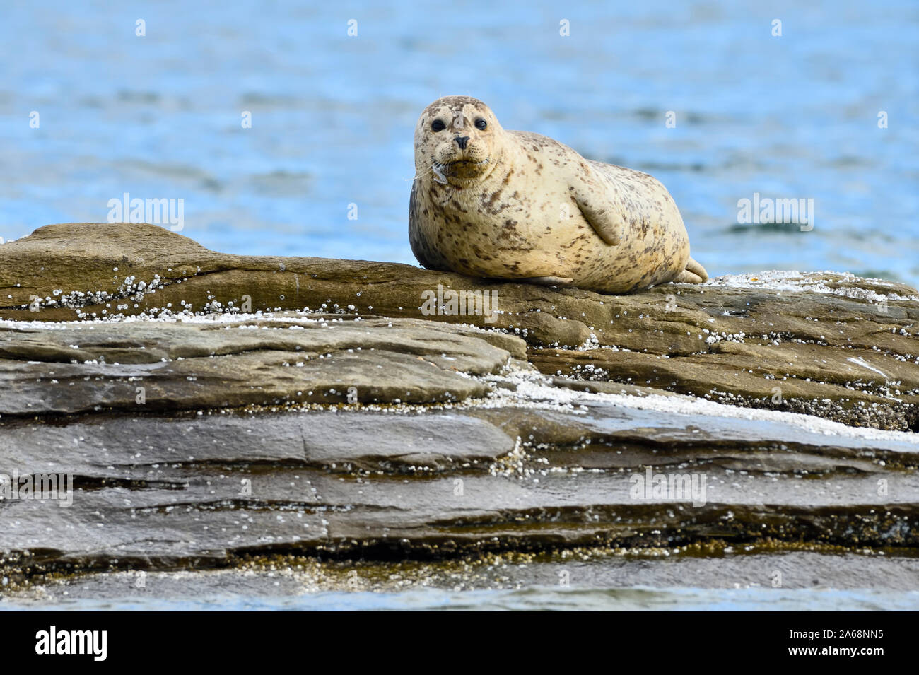 Ein seehunde (Phoca vitulina); Festlegung auf einer felsigen Insel vor der Küste von Vancouver Island, British Columbia Kanada. Stockfoto