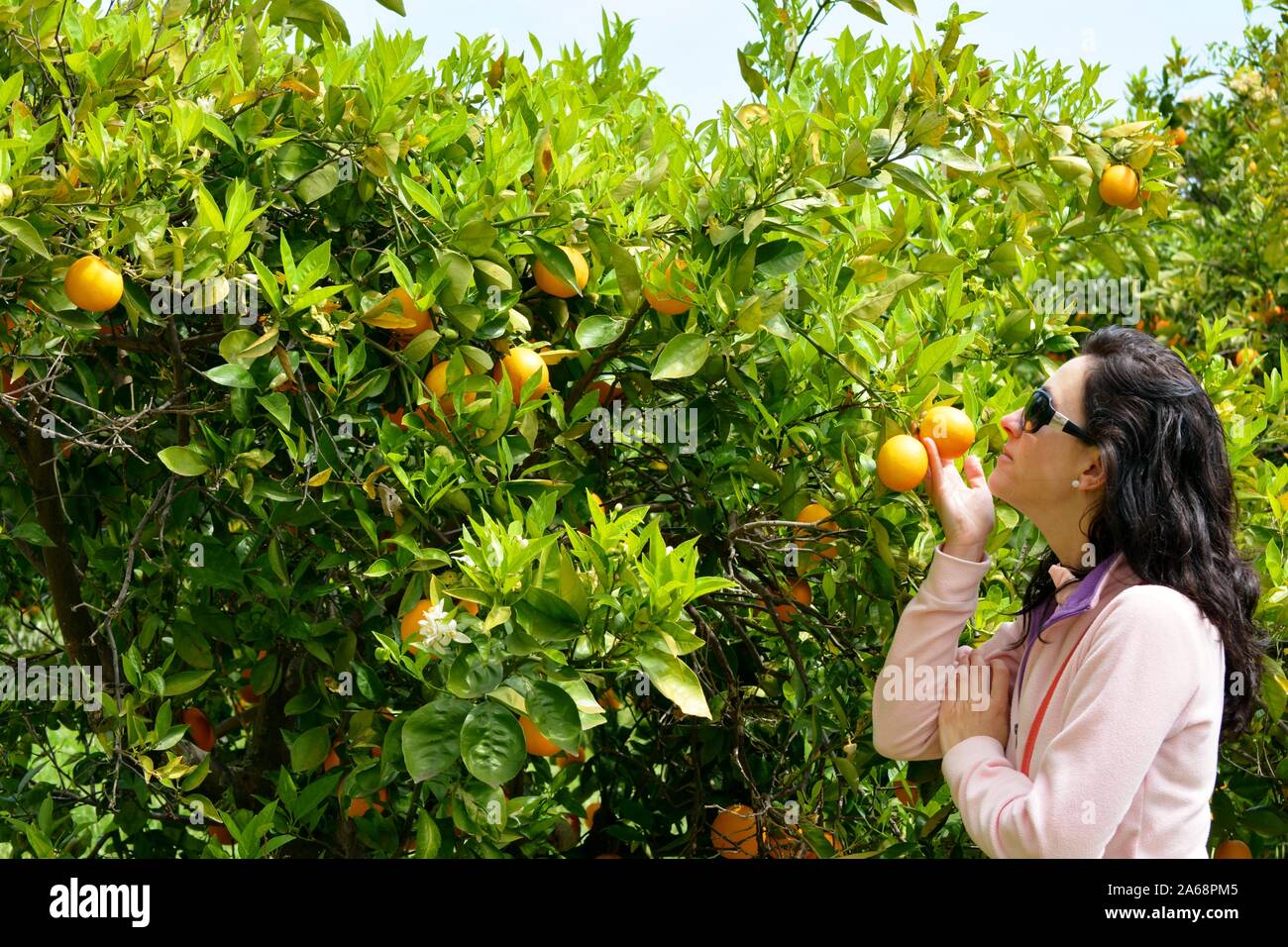 Eine Frau riechen eine Orange Orange Tree Stockfoto