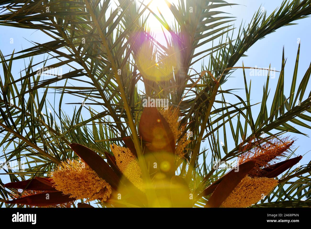 Eine Palme in einem sonnigen Tag Stockfoto