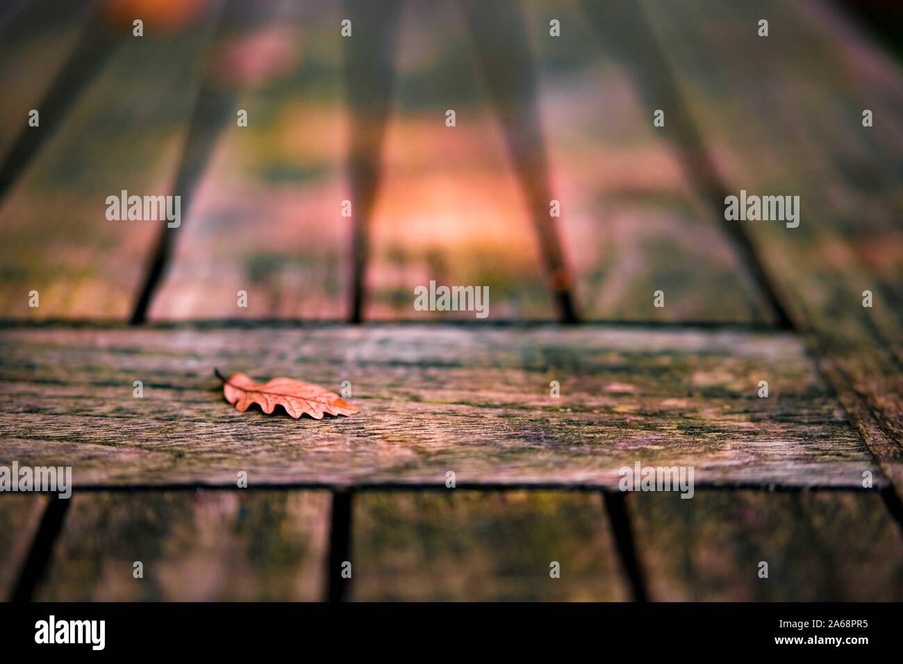Trockene wenig Herbst einsam Eichenlaub über alten grauen Holz- Hintergrund. Stockfoto