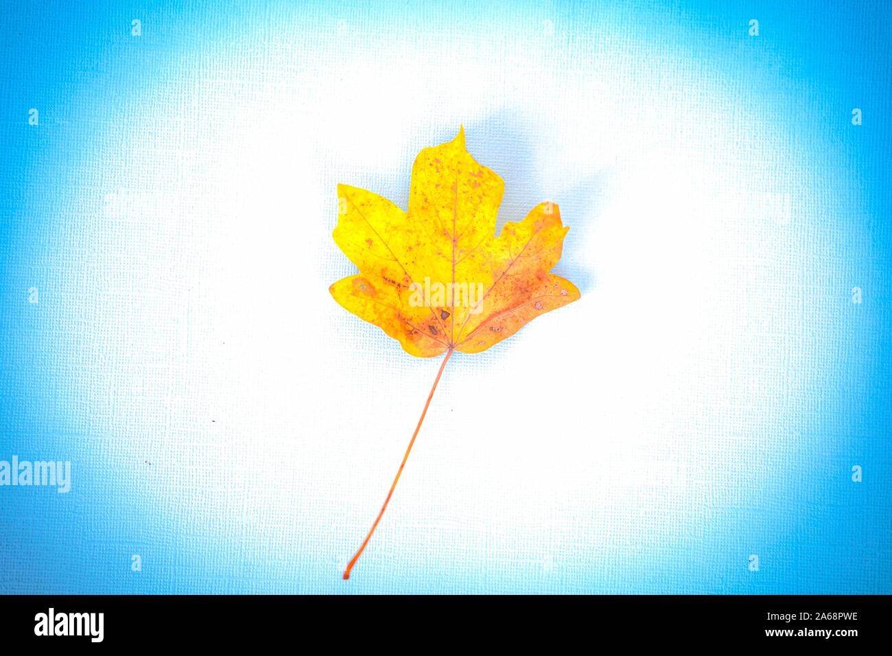Gelbe wenig Herbst Blatt über alten Hintergrund. Stockfoto