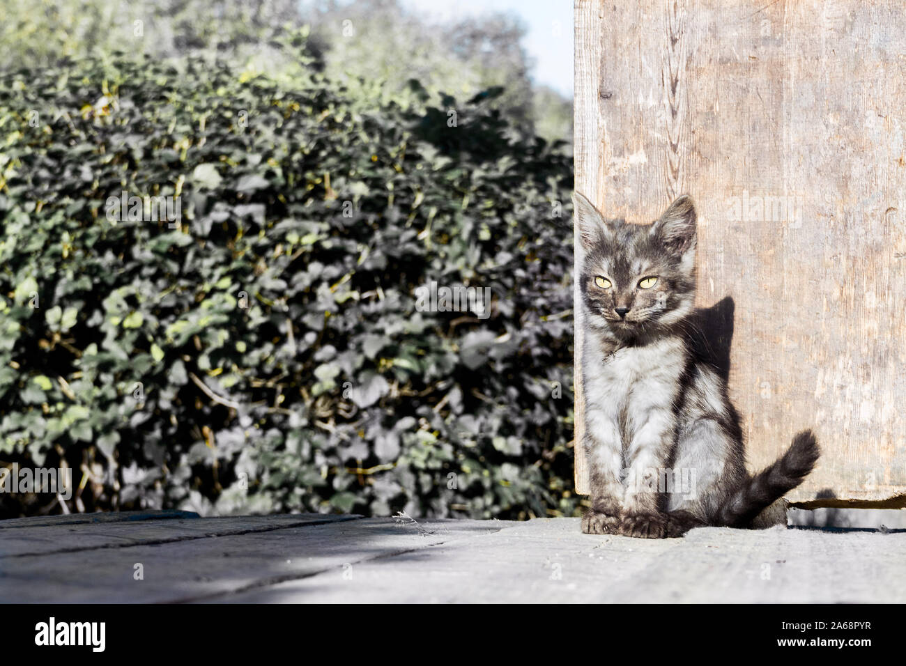 Grau smoky Farbe Kätzchen. Obdachlosen kleine Katze vor der Tür sitzen mit Blick auf die Zukunft. Stockfoto