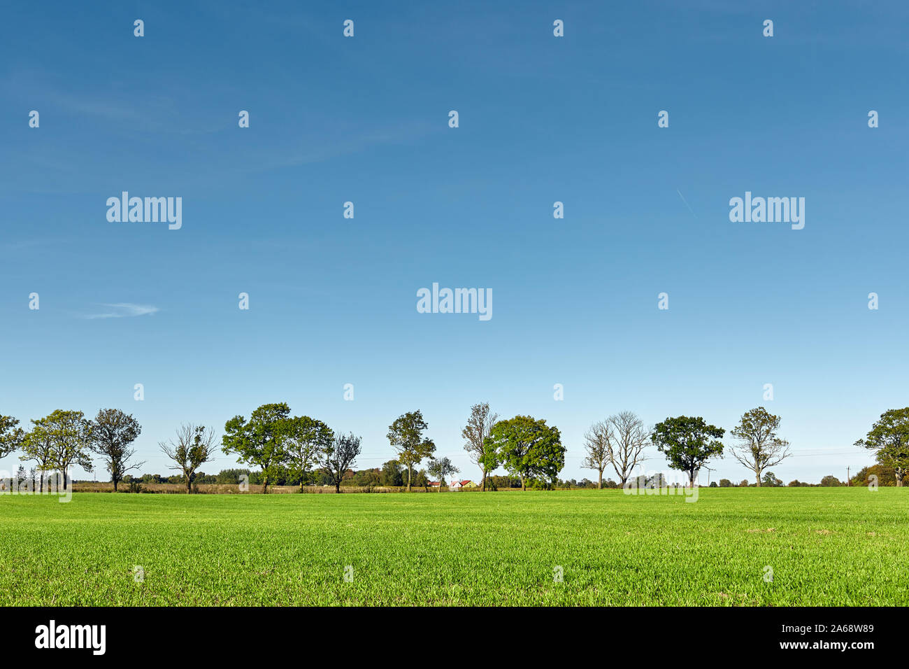 Grünes Feld, grünes Gras, Bäume, blauer Himmel. Hintergrund. Stockfoto