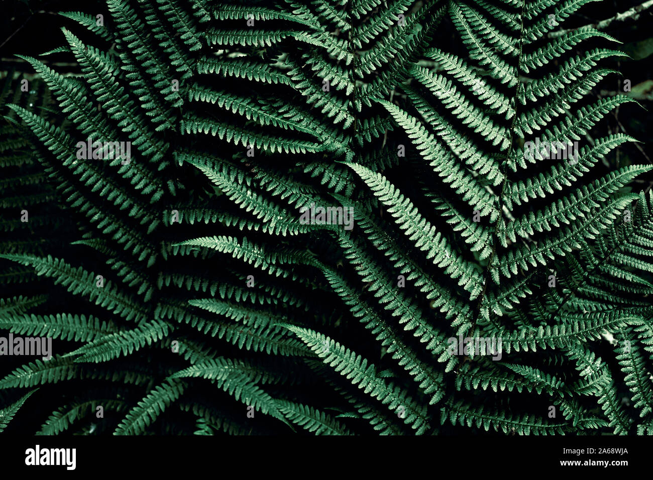 Dunkel grünen tropischen Hintergrund mit kopieren. Natürliche Blätter Farn. Farn Blatt im Dschungel. Abstrakte Textur. Stockfoto