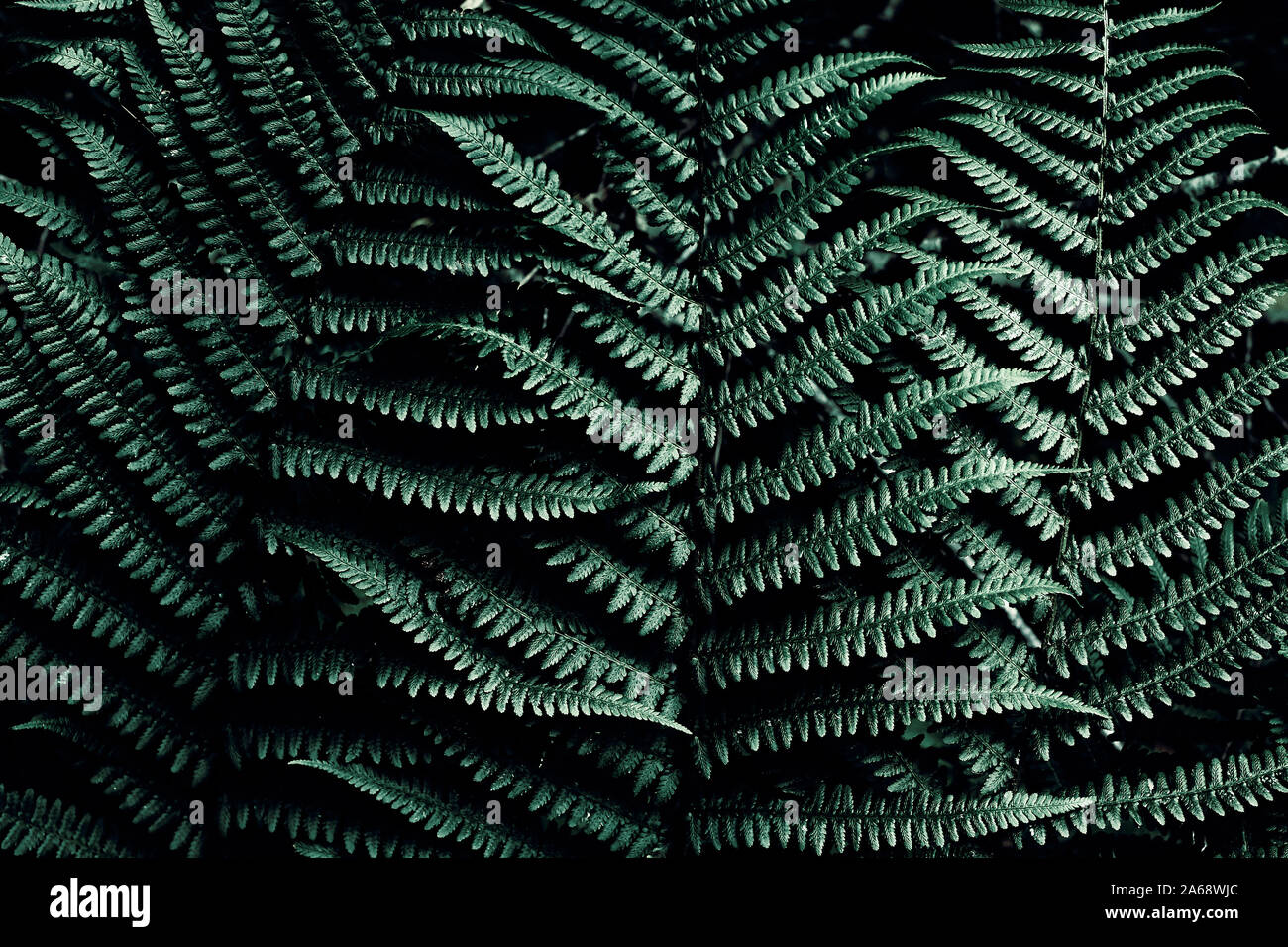 Dunkel grünen tropischen Hintergrund mit kopieren. Natürliche Blätter Farn. Farn Blatt im Dschungel. Abstrakte Textur. Stockfoto