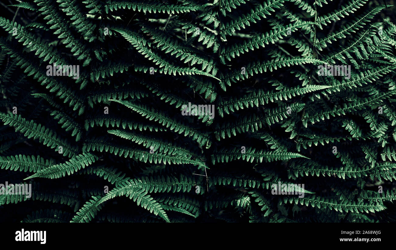 Dunkel grünen tropischen Hintergrund mit kopieren. Natürliche Blätter Farn. Farn Blatt im Dschungel. Abstrakte Textur. Stockfoto