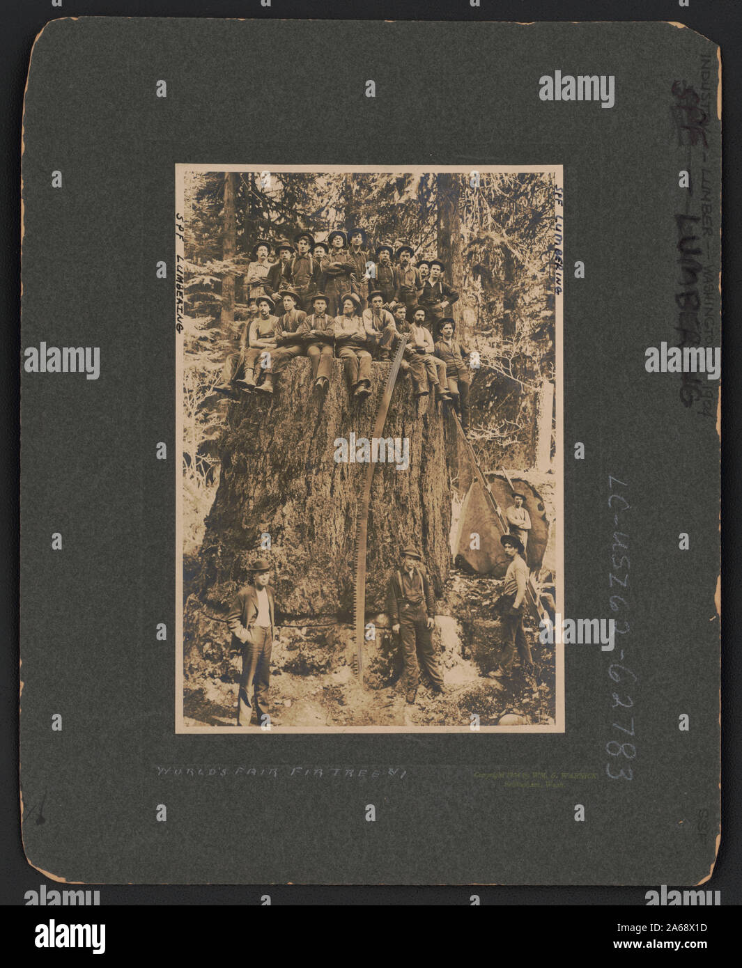 World's Fair Tanne #1 Stockfoto