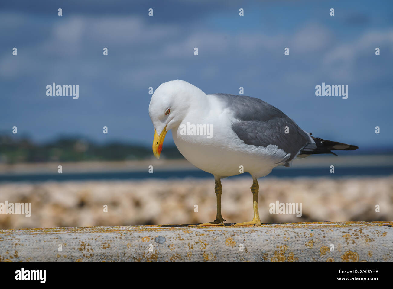 In der Nähe des Meer Mew oder Sea Gull Stockfoto