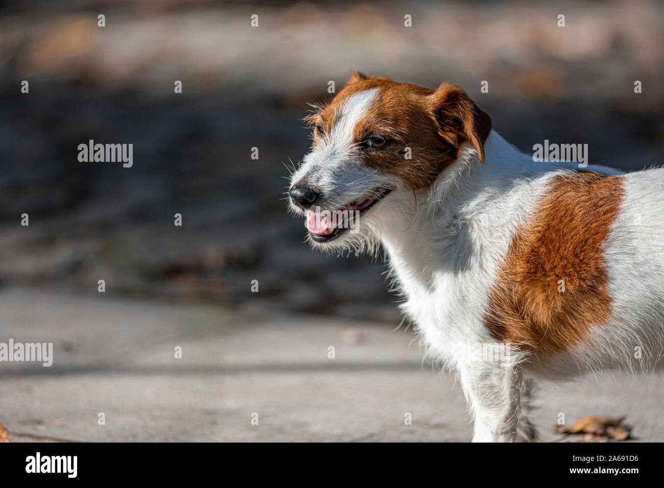 Jack Russel Terrier in einem Park unter Blätter im Herbst. Stockfoto