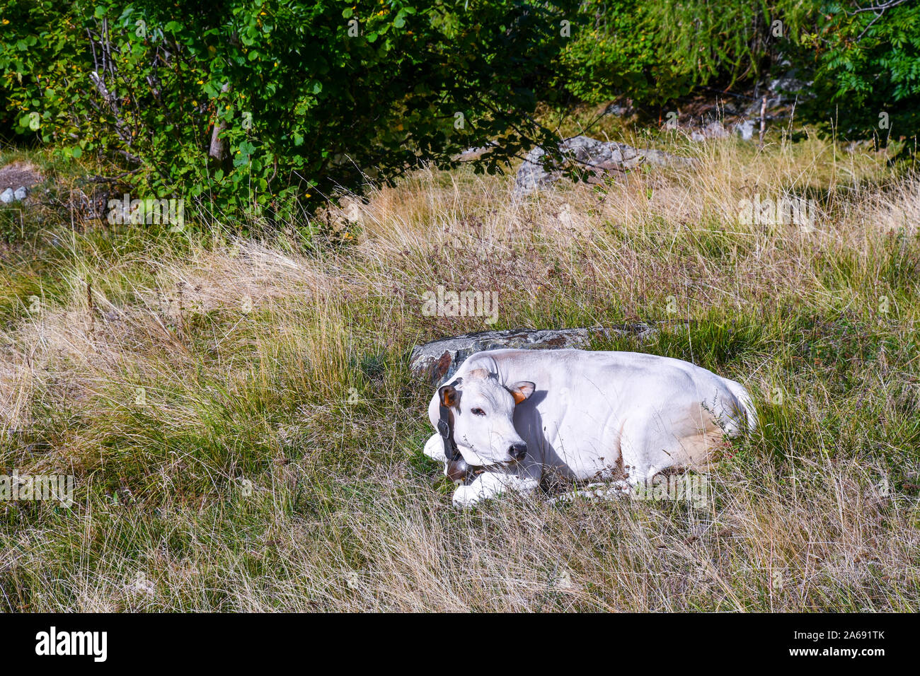 Eine weiße Kuh in das Gras auf einer Alm in den italienischen Alpen ruht in einem sonnigen Sommertag, Chianale, Varaita Tal, Piemont, Italien Stockfoto