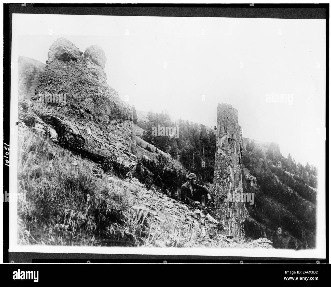 Yellowstone National Park. Stehend und liegend Trunks, Specimin Ridge] Stockfoto