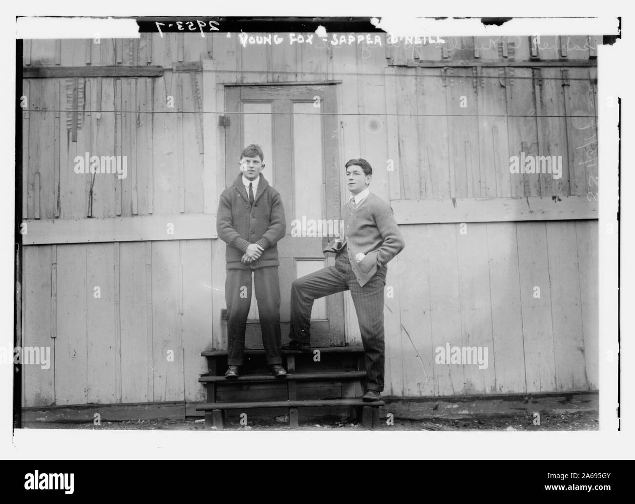 Junger Fuchs - Sapper O'Neill Stockfoto