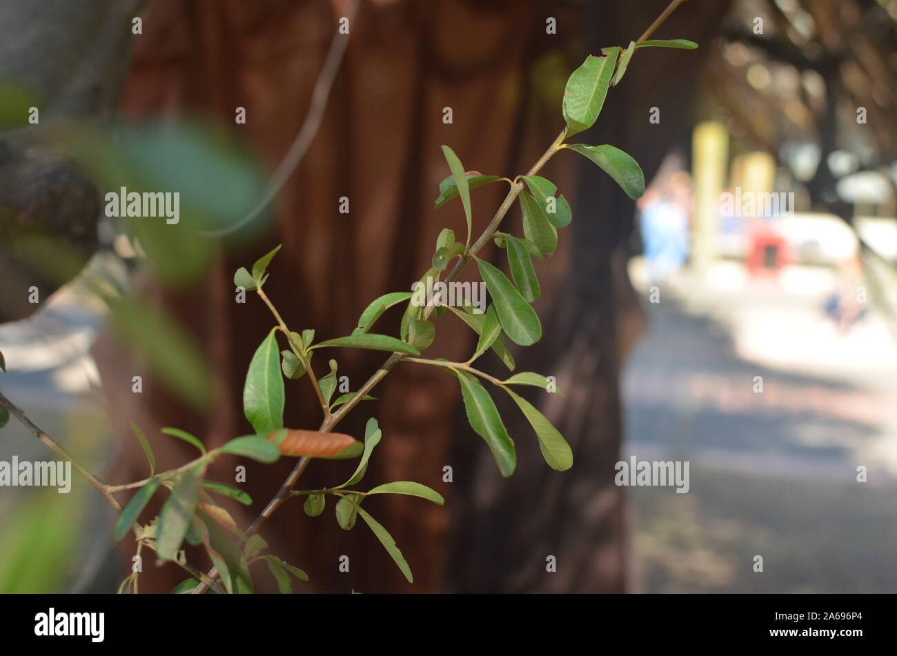 Einige leves in einem Baum. Stockfoto