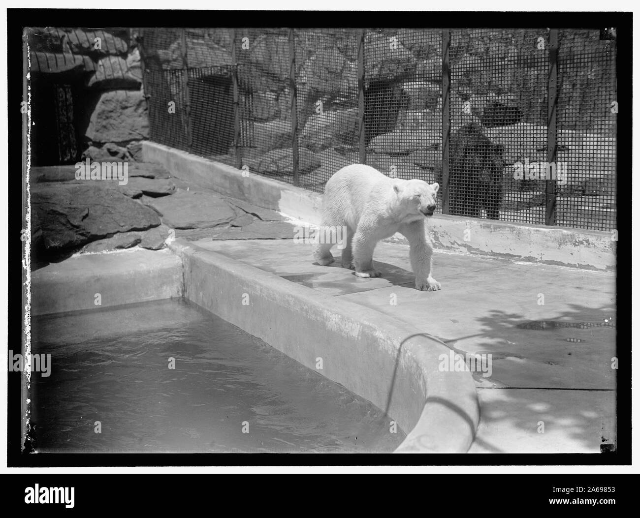 ZOO, WASHINGTON, D.C.: Bären Stockfoto