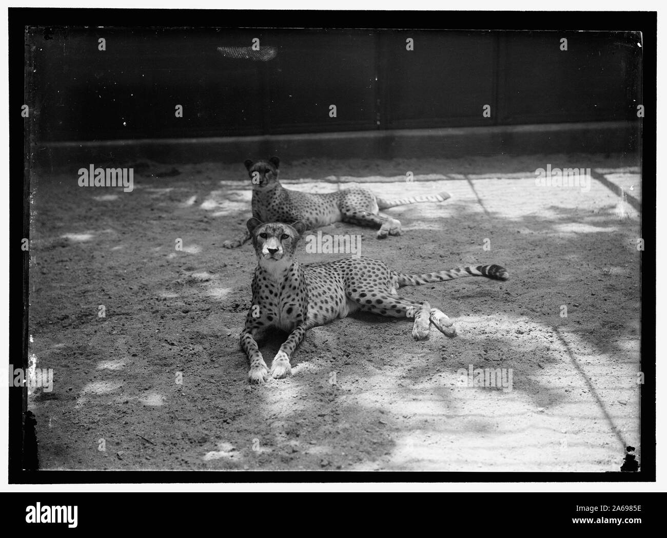 ZOO, WASHINGTON, D.C.: CHEETA Stockfoto