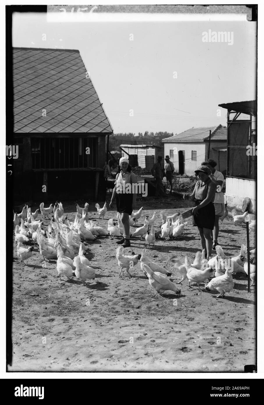Zionistischen Kolonien auf Sharon. Borochov. Girls' Farm, Geflügel Fütterung Stockfoto