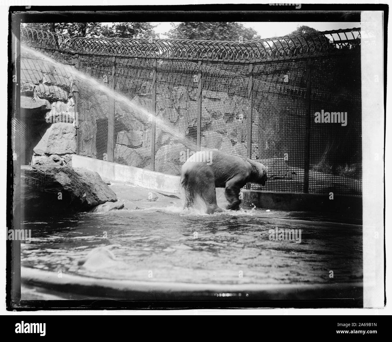 Zoo Polar Bear Stockfoto