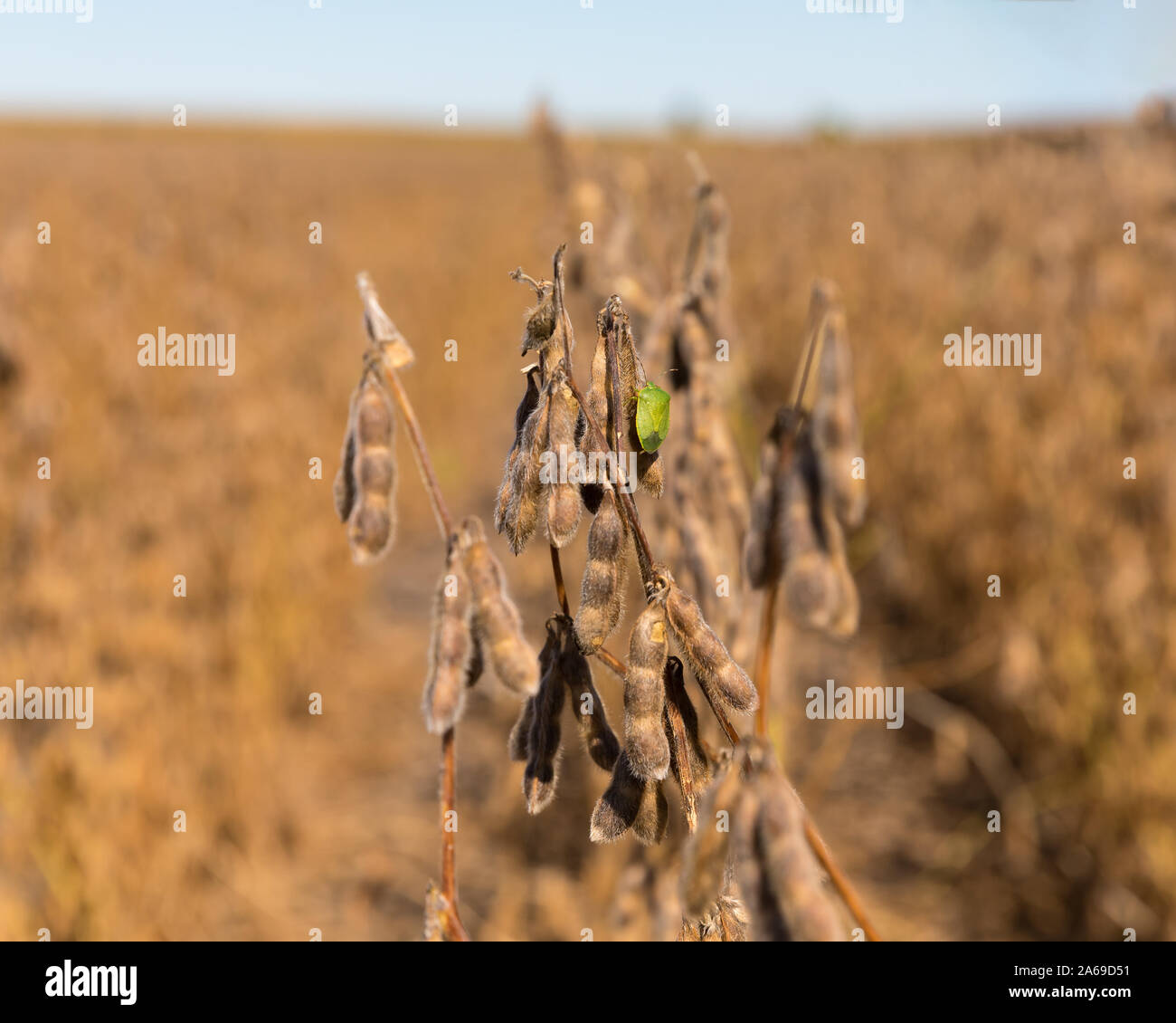Südliche Grün stinken Bug auf reife Golden Brown pod von Soja Pflanze im Feld zu Beginn der Erntezeit im Mittelwesten. Sonnige Herbst Tag. Stockfoto