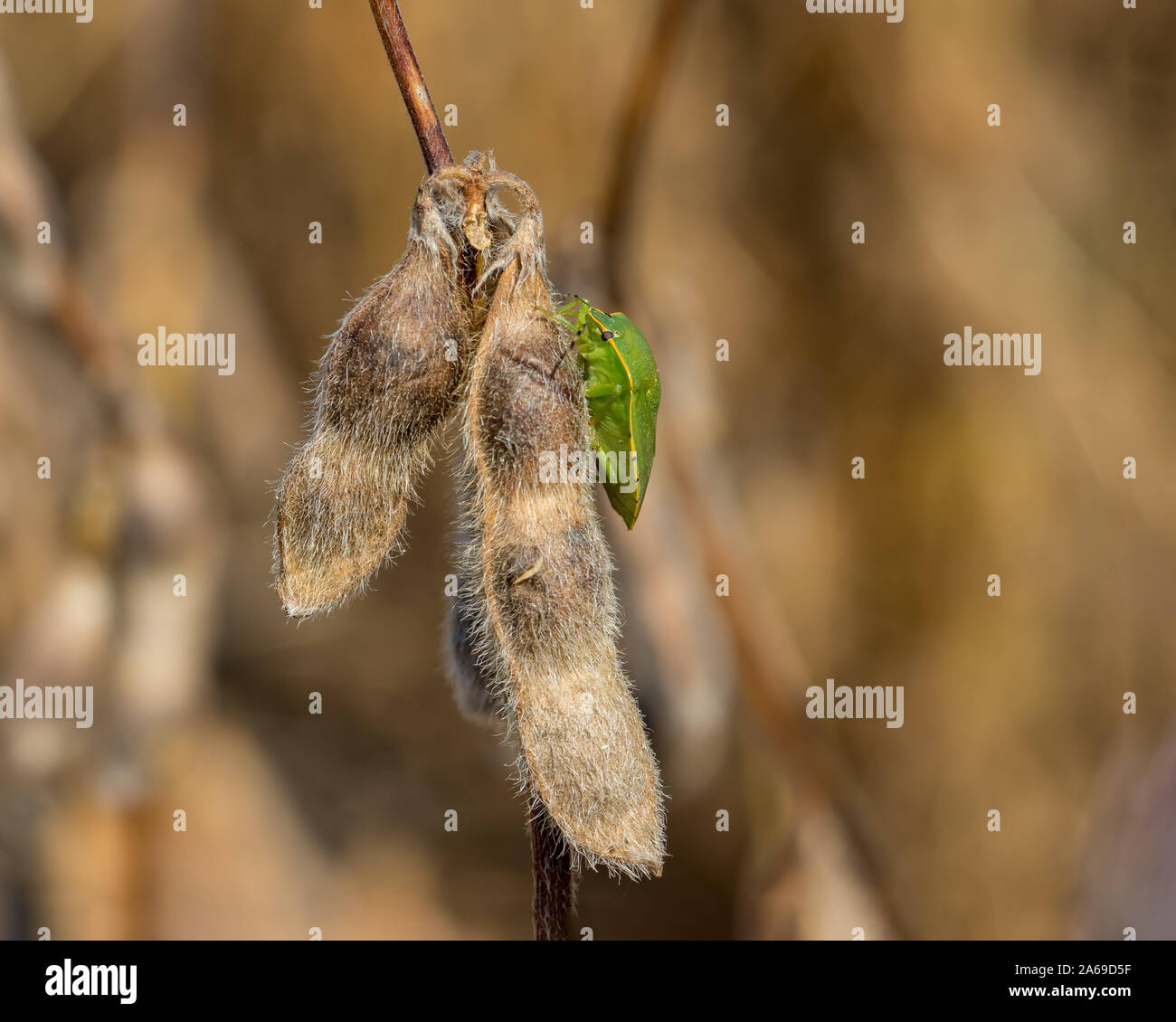 Südliche Grün stinken Bug auf reife Golden Brown pod von Soja Pflanze im Feld zu Beginn der Erntezeit im Mittelwesten. Sonnige Herbst Tag. Stockfoto