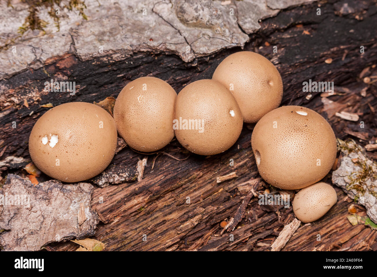 Pear-shaped Bovisten (Apioperdon Pyriforme), aka Stumpf Bovisten, wachsen auf einer Fäulnis im Herbst anmelden. Stockfoto