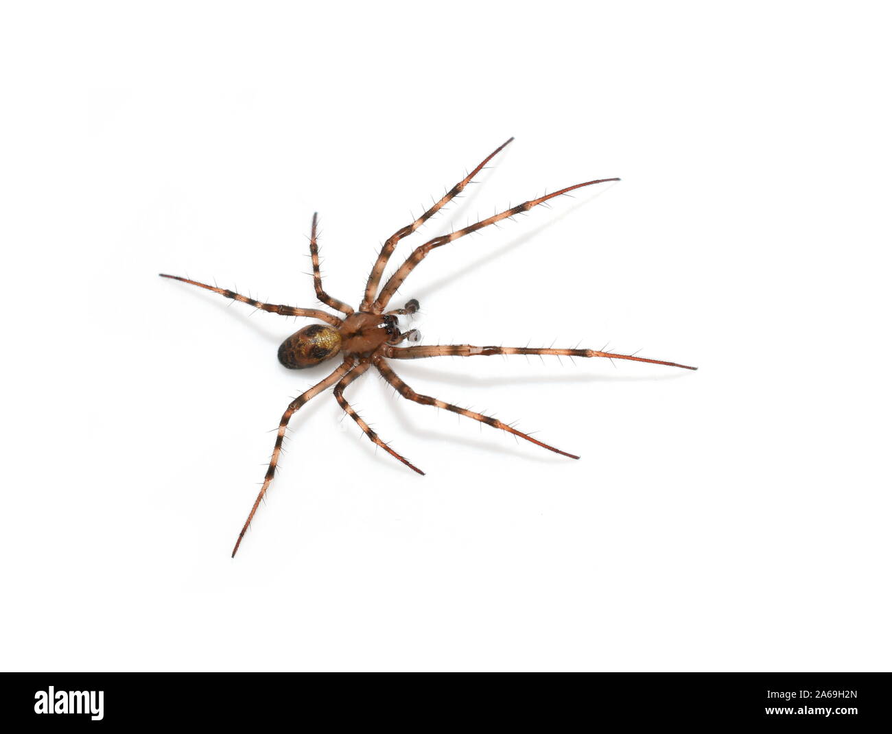 Die europäische Höhlenspinne Meta Menardi isoliert auf weißem Hintergrund Stockfoto