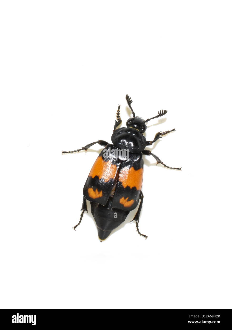 Die schwarz und orange Carrion beetle Nicrophorus Forscher auf weißem Hintergrund Stockfoto