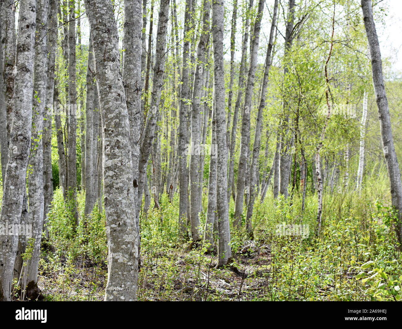 Erle Wald mit intensiv grüne neue Blätter und Stängel grau Stockfoto
