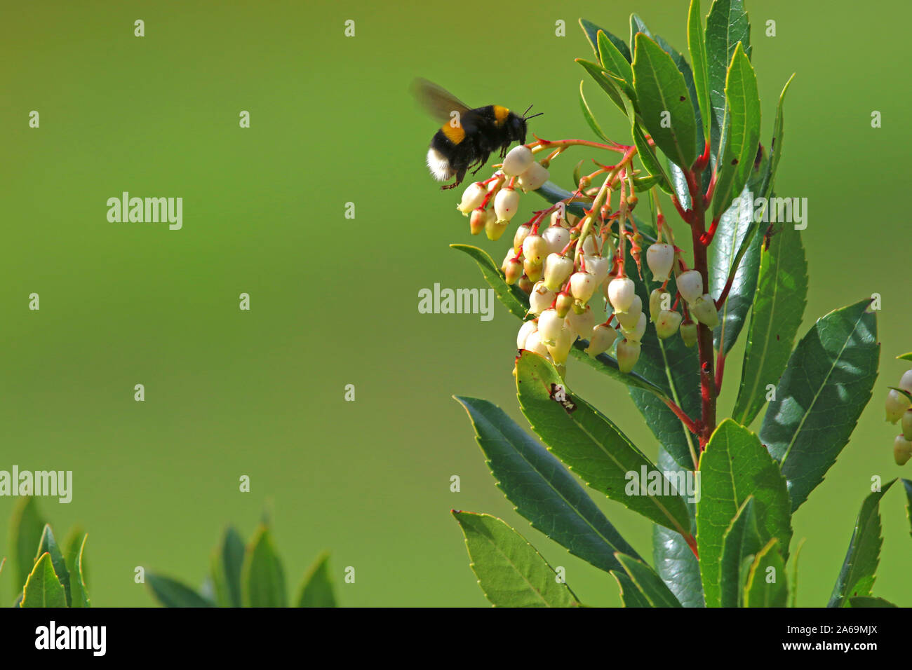 White tailed bumble bee oder Hummel Lat. bombus lucorum wie bombus terrestris Familie apidae Fütterung auf eine Erdbeere Baum Blume Latin Arbutus unedo Stockfoto