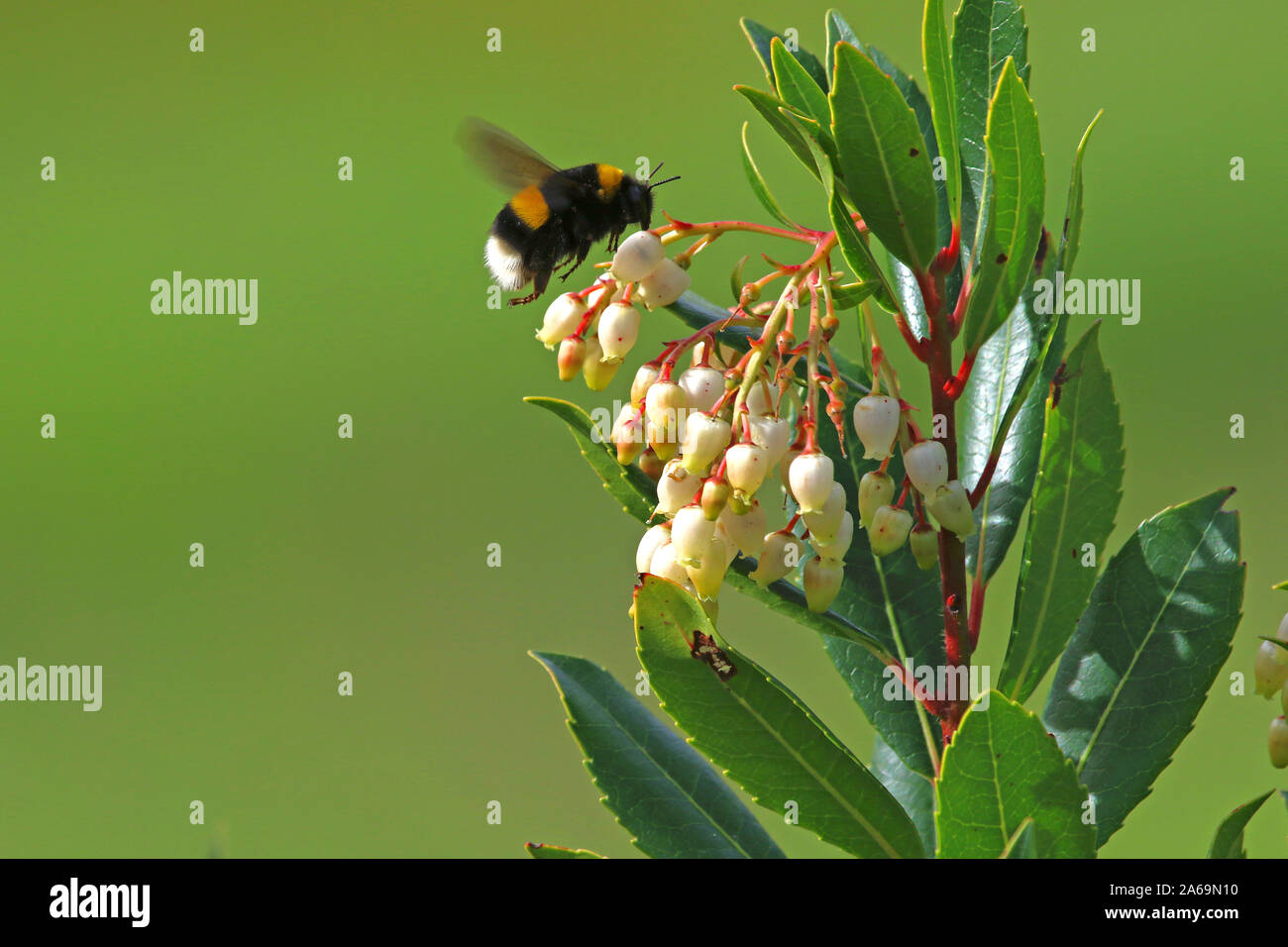 White tailed bumble bee oder Hummel Lat. bombus lucorum wie bombus terrestris Familie apidae Fütterung auf eine Erdbeere Baum Blume Latin Arbutus unedo Stockfoto