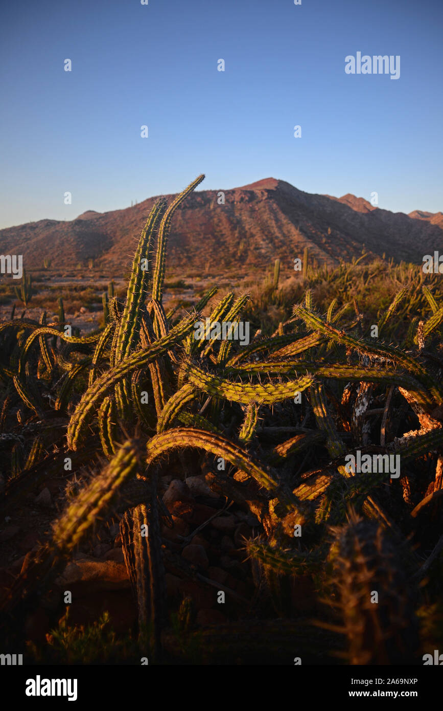 Isla San Esteban, Baja California Sur, Mexiko Stockfoto