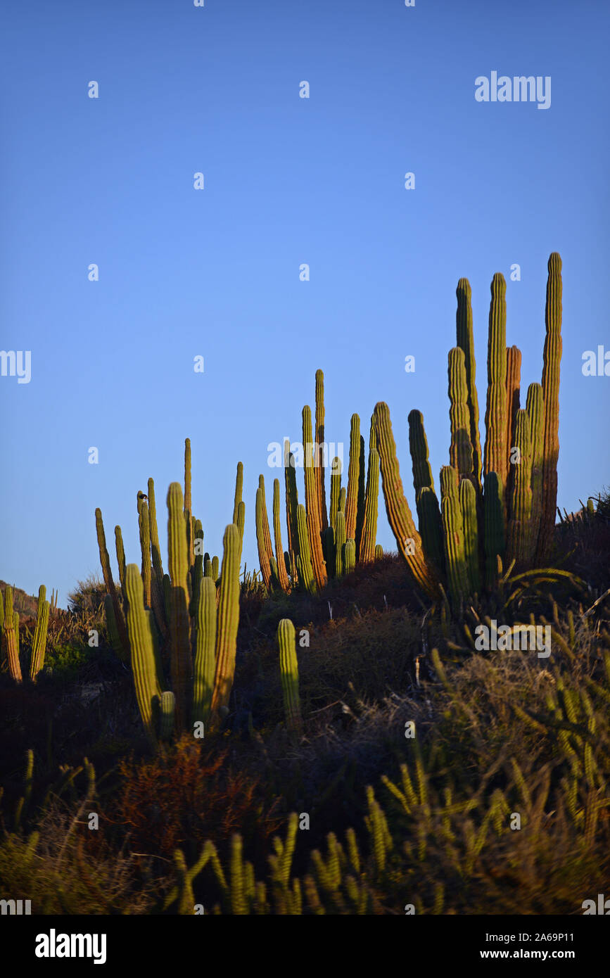 Mexikanische Riese cardon Kaktus (Pachycereus pringlei) auf Isla San Esteban, Baja California, Mexiko. Stockfoto