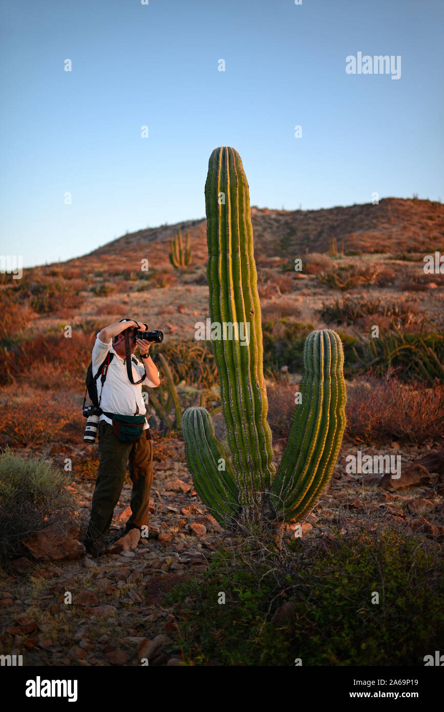 Isla San Esteban, Baja California Sur, Mexiko Stockfoto