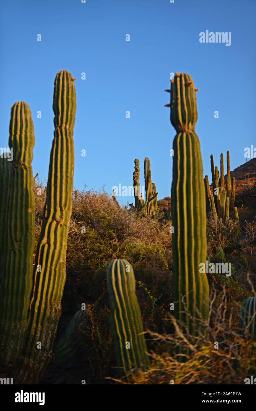 Mexikanische Riese cardon Kaktus (Pachycereus pringlei) auf Isla San Esteban, Baja California, Mexiko. Stockfoto