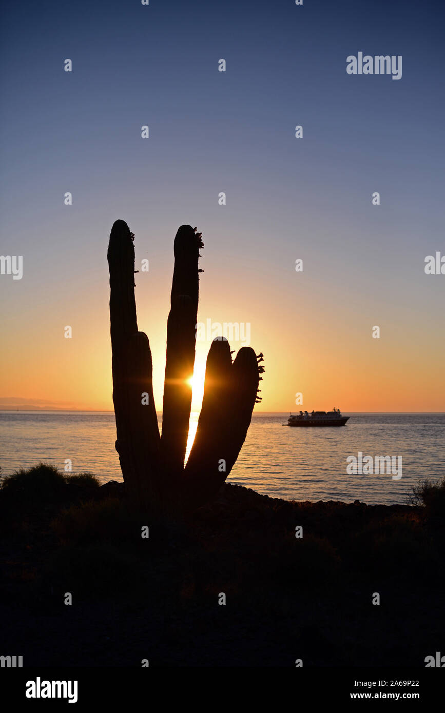 Mexikanische Riese cardon Kaktus (Pachycereus pringlei) und Bootsfahrt bei Sonnenuntergang auf der Isla San Esteban, Baja California, Mexiko. Stockfoto