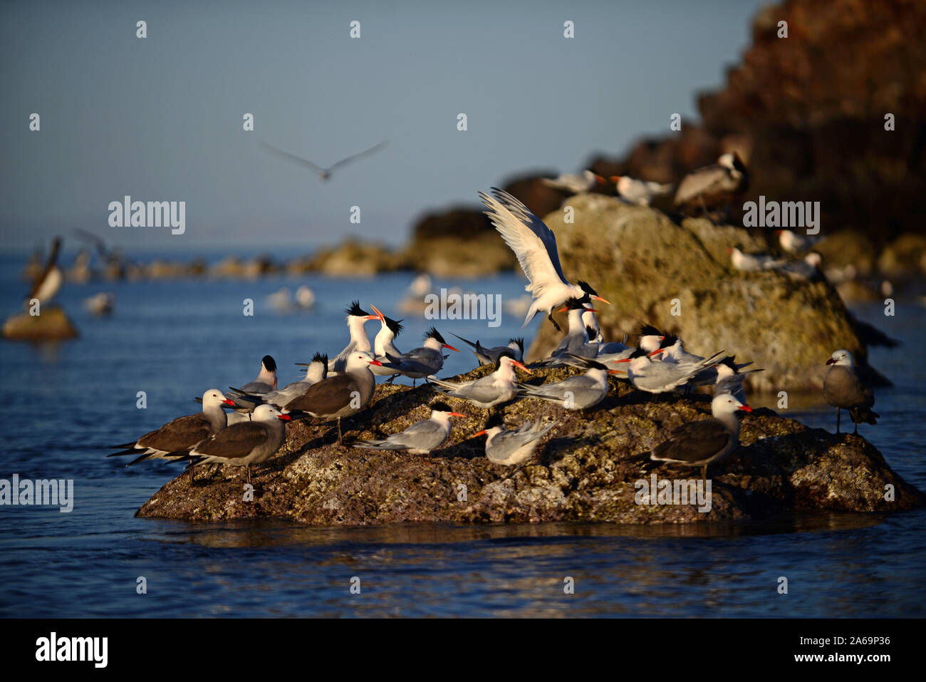 Elegante Terns (Sterna elegans) und Heermann Gulls (Larus heermanni) im La Rasa Insel, Meer von Cortez, Mexiko Stockfoto