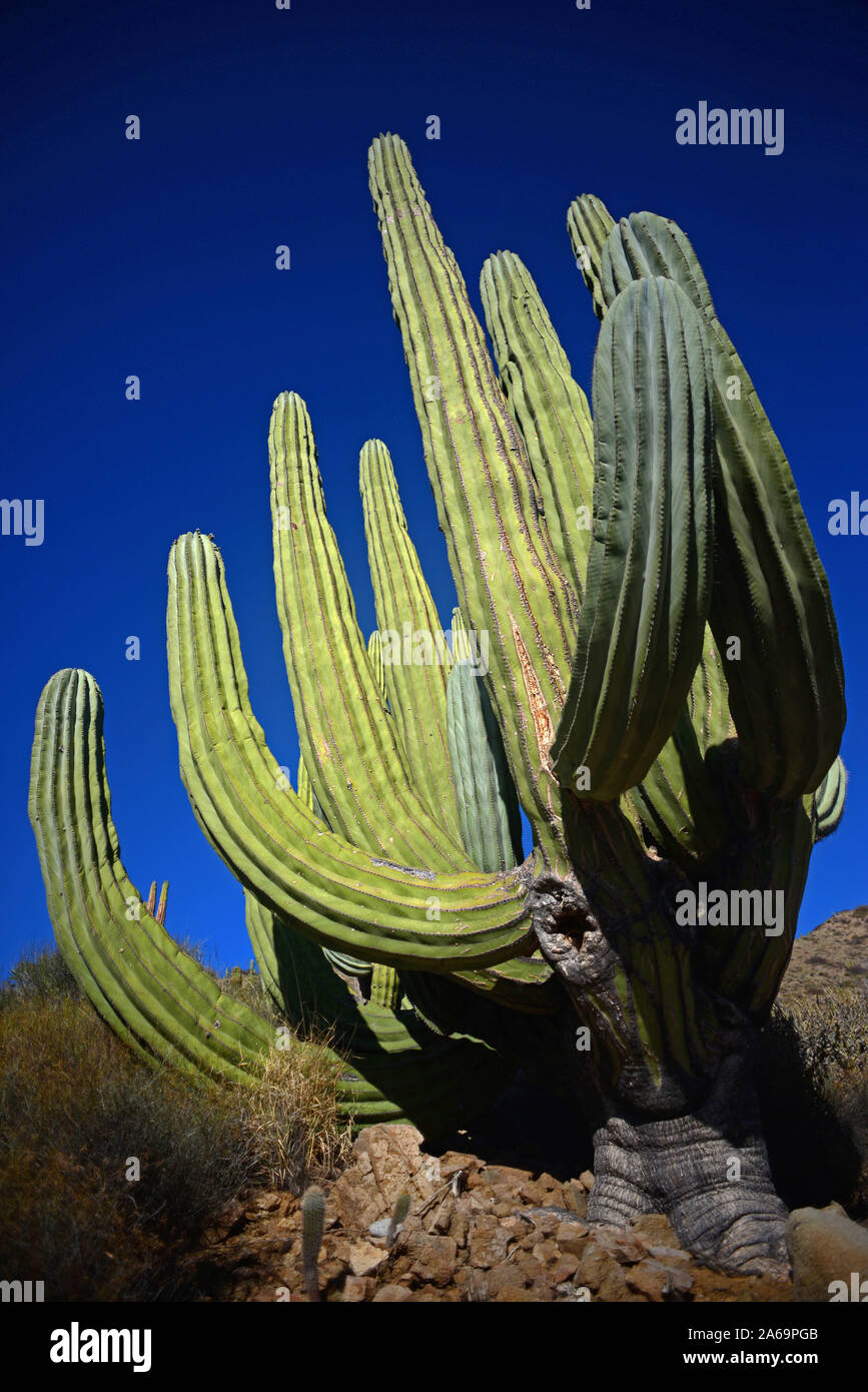 Einen großen mexikanischen Riese cardon Kaktus (Pachycereus pringlei) auf Isla Santa Catalina, Baja California Sur, Mexiko. Stockfoto