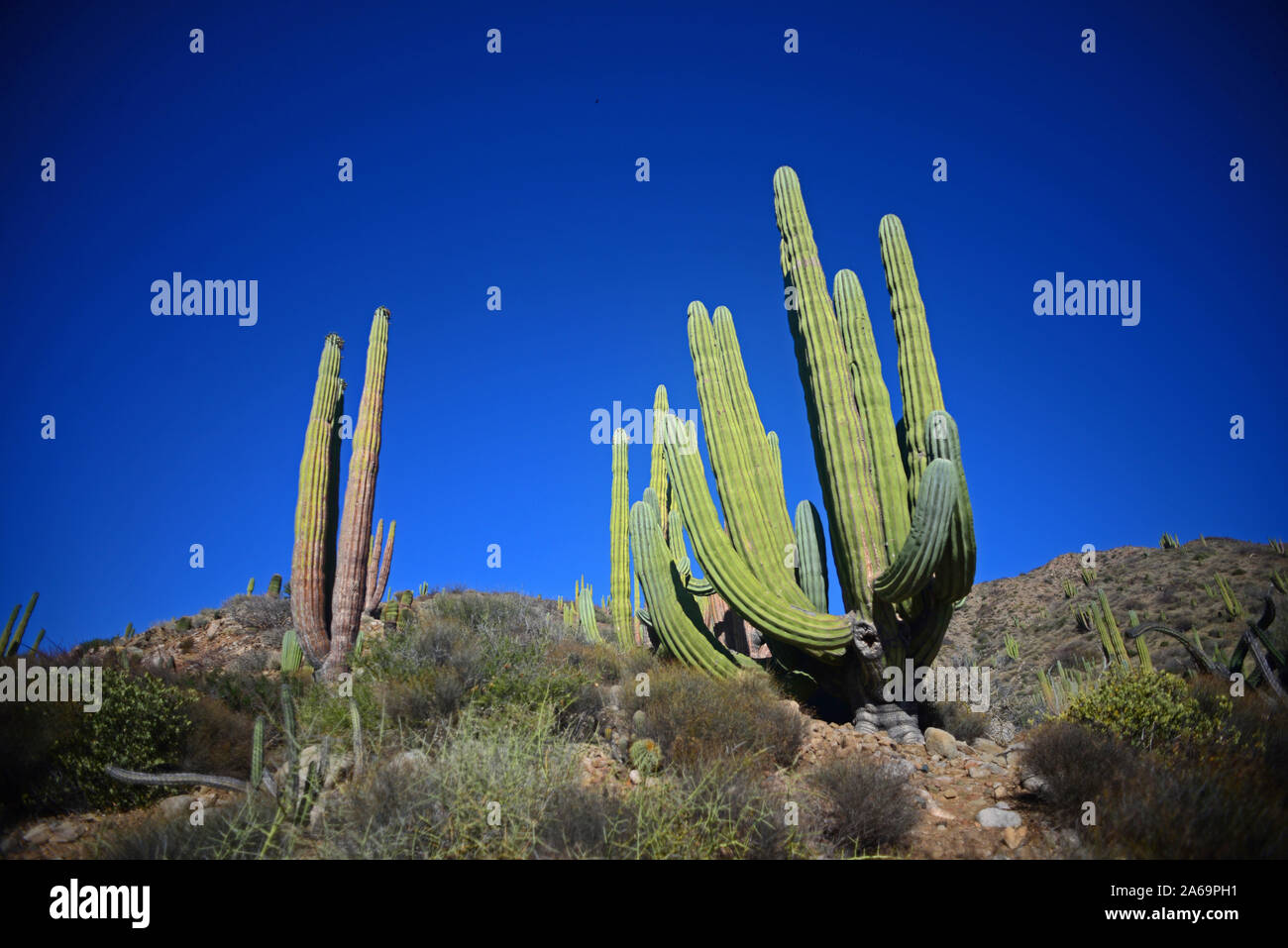 Einen großen mexikanischen Riese cardon Kaktus (Pachycereus pringlei) auf Isla Santa Catalina, Baja California Sur, Mexiko. Stockfoto