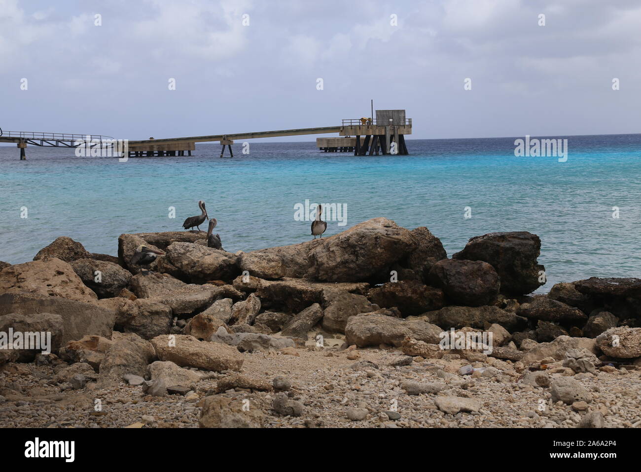 Pelikan Karibik Vogel Natur Insel Bonaire Karibik Stockfoto