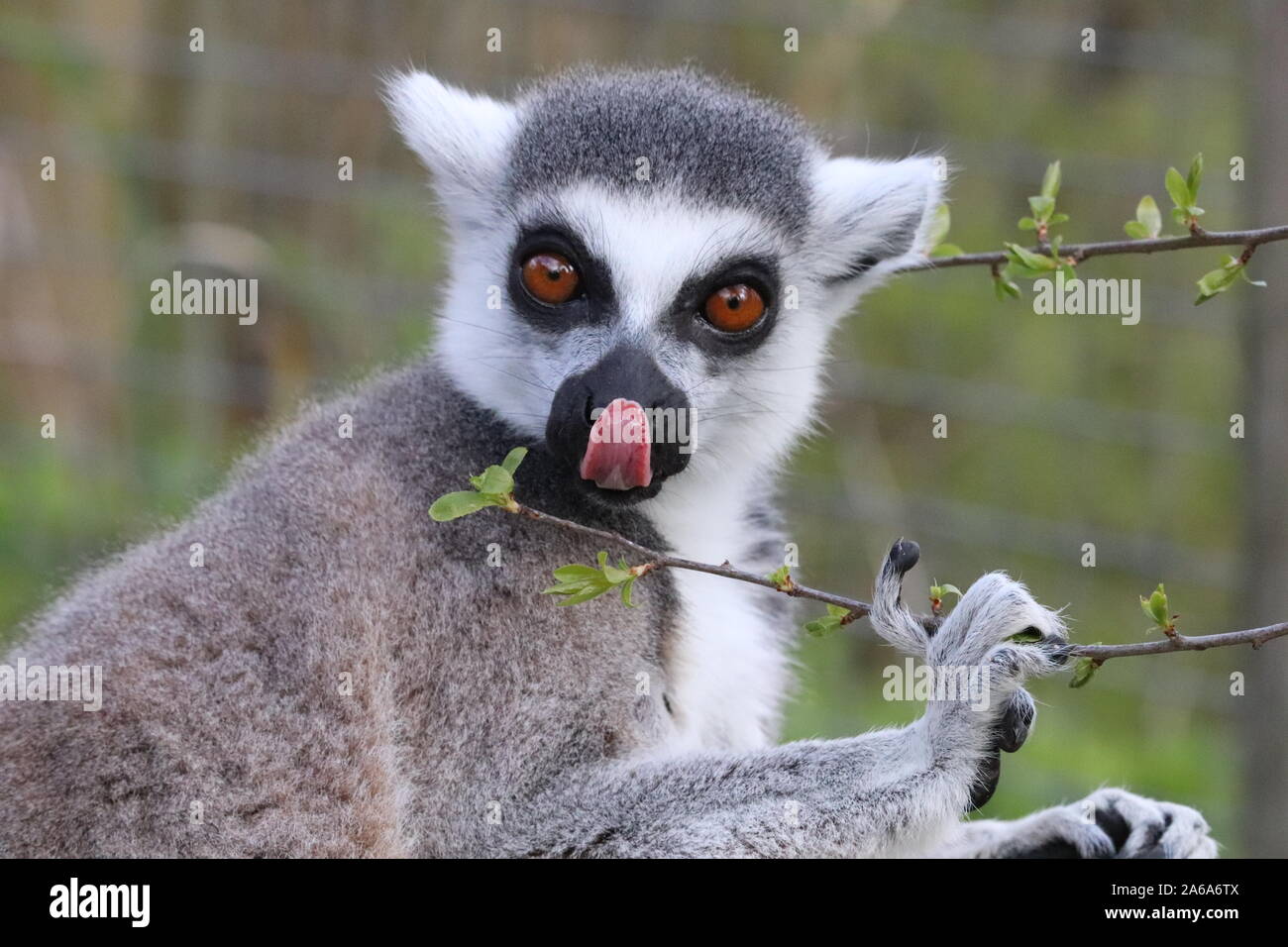 Männliche Ring-Tailed Lemur leckt seine Nase (Lemur catta) Stockfoto