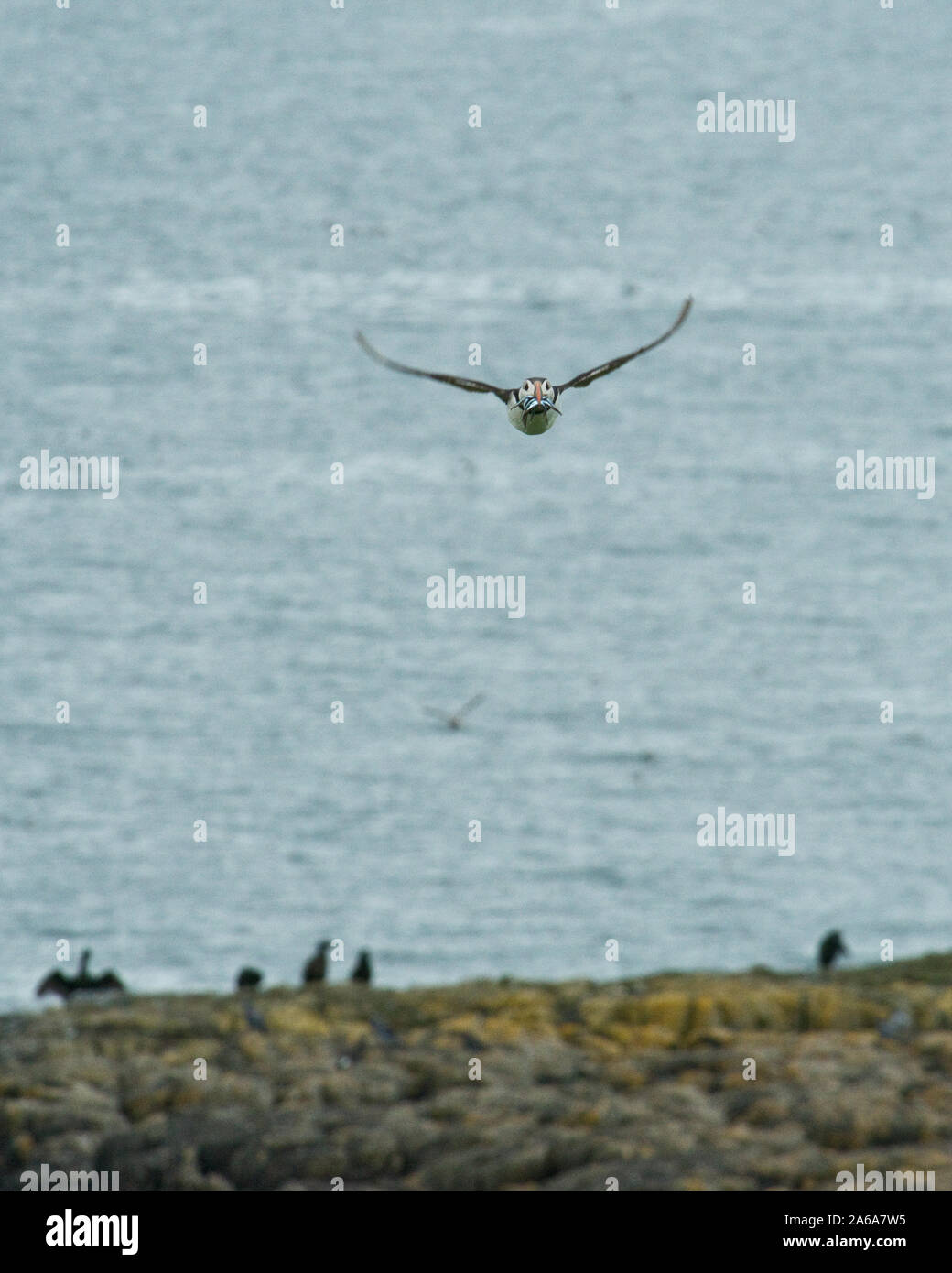 Fliegende Papageitaucher (Fratercula artica). Farne Islands, Northumberland, England Stockfoto