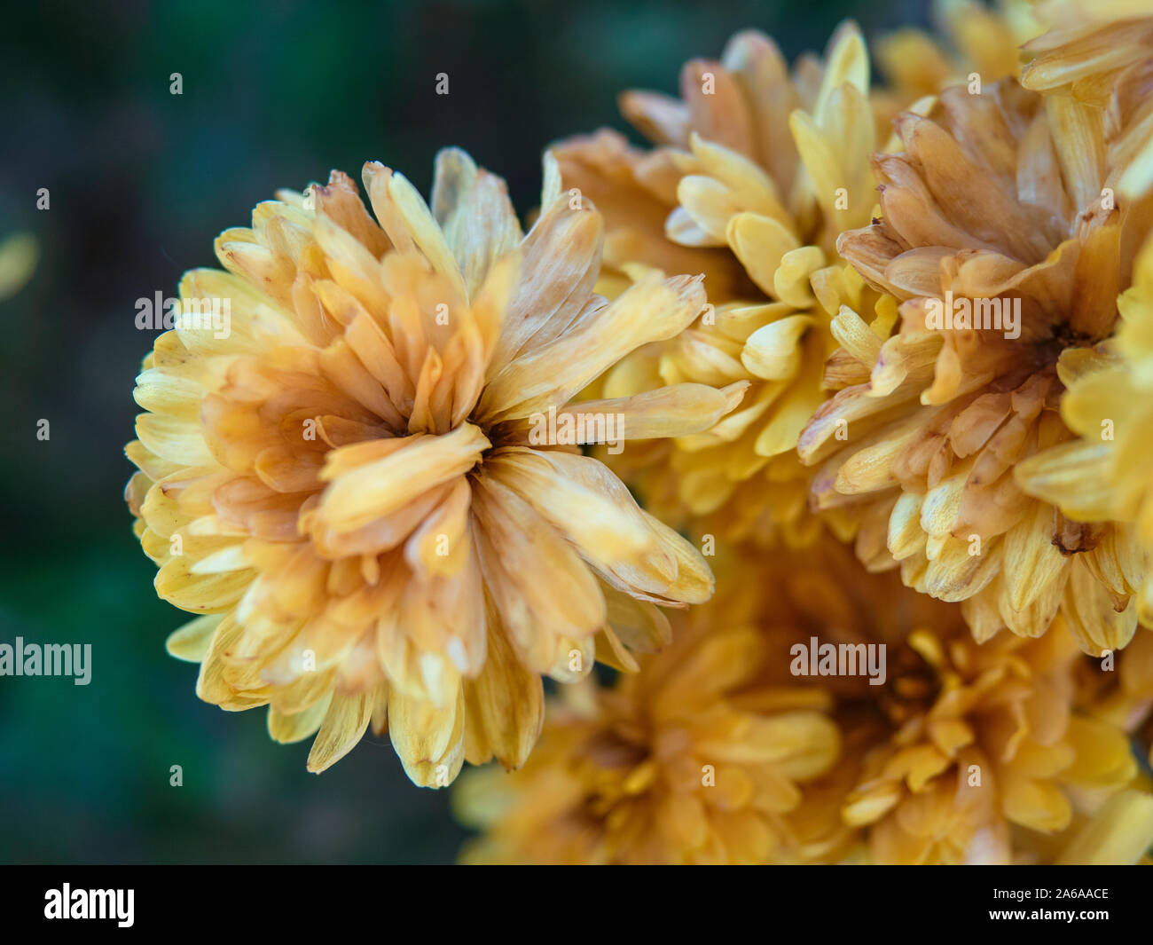 Gelbe chrysantheme Blumen mit Raureif bedeckt. Die ersten kalten kam früh. Still-gefallenen Blütenblätter erstarrte. Großen Knospen der Herbst Blumen verblasst. Stockfoto