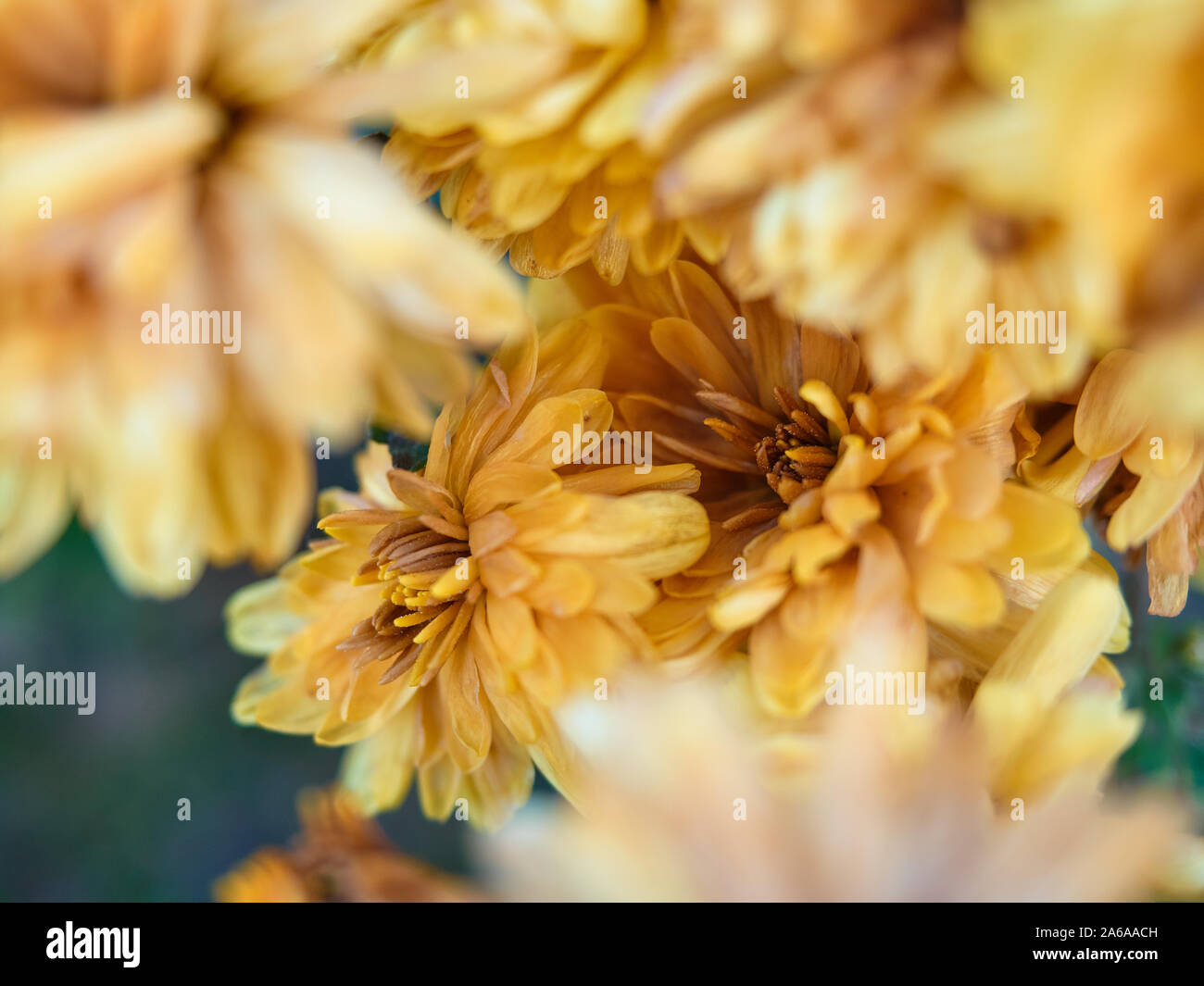 Gelbe chrysantheme Blumen mit Raureif bedeckt. Die ersten kalten kam früh. Still-gefallenen Blütenblätter erstarrte. Großen Knospen der Herbst Blumen verblasst. Stockfoto