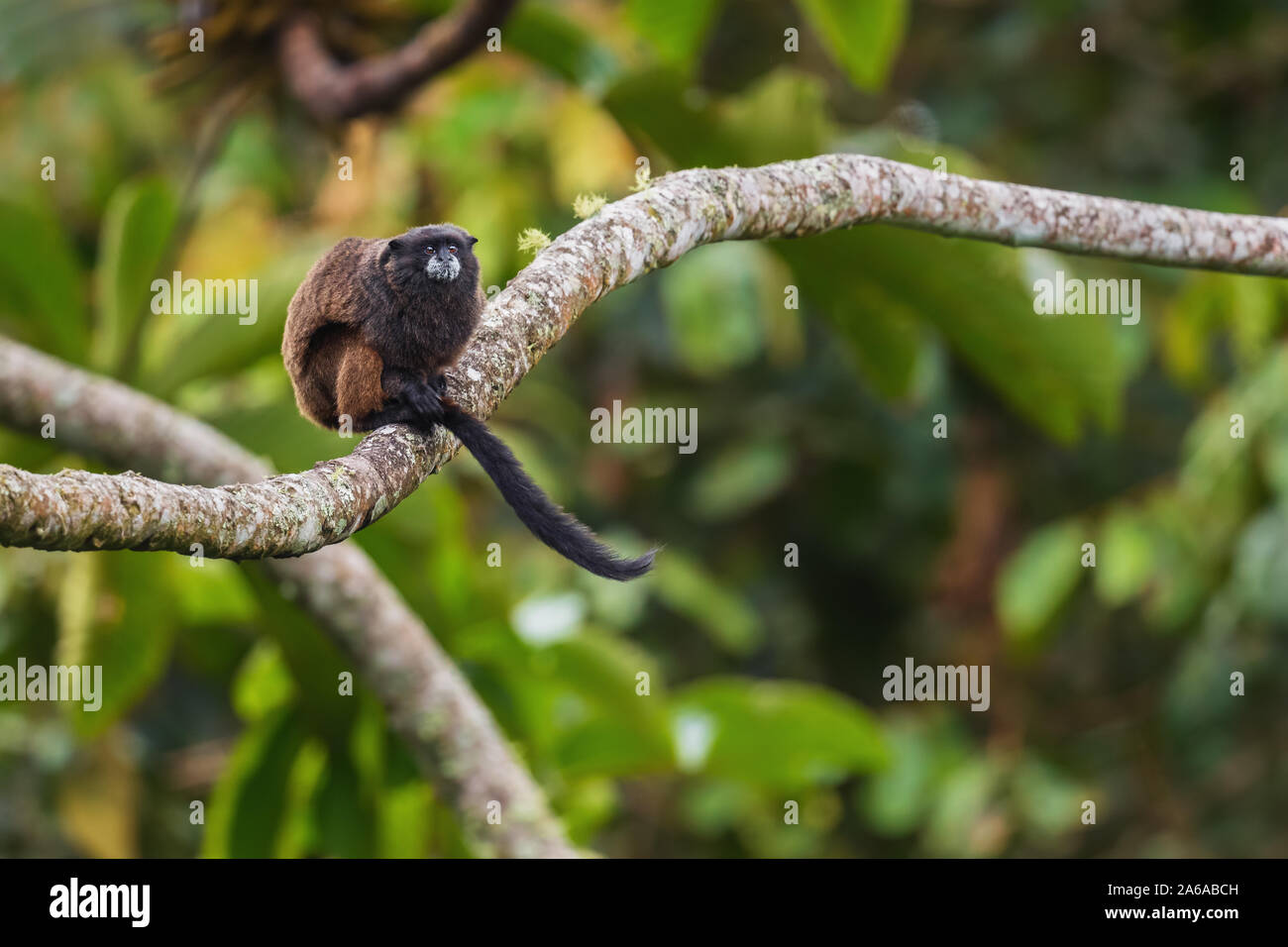 Graells's Black-mantel Tamarin - Saguinus nigricollis graellsi, schüchtern winzige Primas mit weißem Gesicht Hängen der Anden Südamerika, wilde Sumaco, Ecua Stockfoto