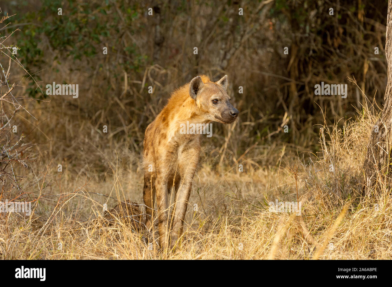 Eine gefleckte Hyäne (Crocuta crocuta) Auf einer Lichtung im Busch bei Sabi Sands Stockfoto