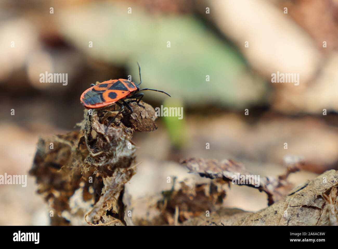 Red bug Pyrrhocoris apterus Soldat mit schwarzen Flügeln sitzt auf einem Ast im Herbst im Wald Vorberg, selektiver Fokus Stockfoto